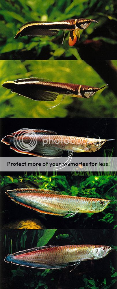 黑带也能萌萌哒